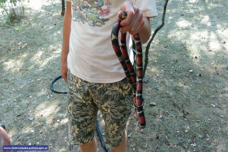 Egzotyczny wąż na wrocławskim osiedlu