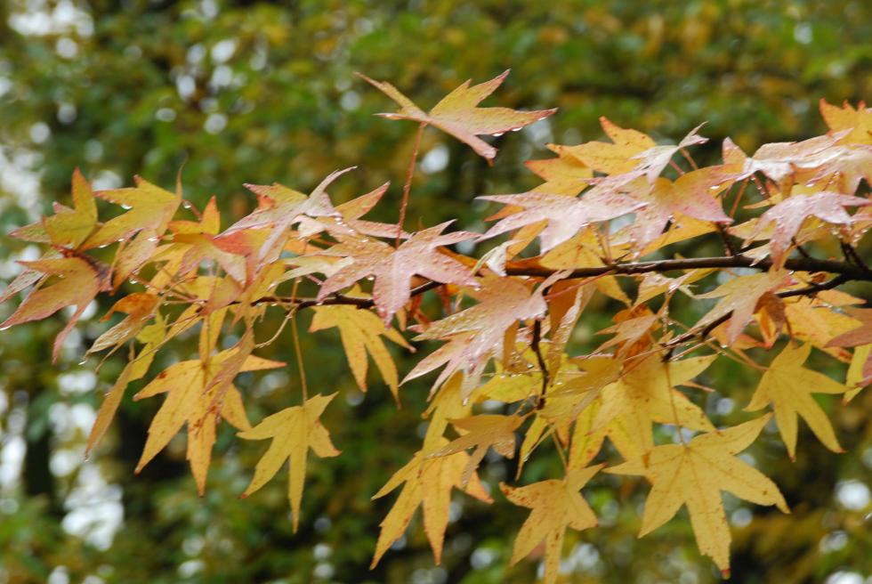 Jesienne liście - dlaczego jedne są żółte, inne czerwone lub brązowe? 