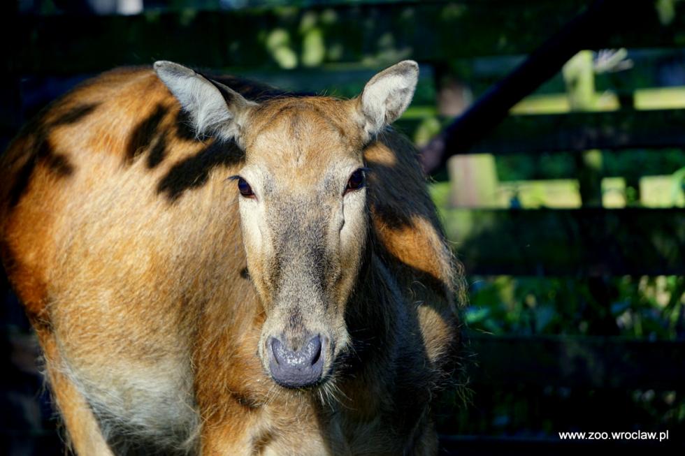 Nowy mieszkaniec wrocawskiego zoo - odkryty jako wymary