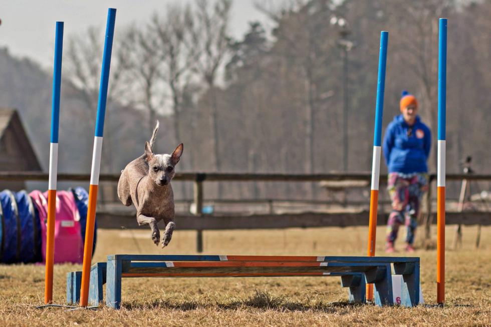 Psy opanuj Partynice - w najbliszy weekend zawody agility