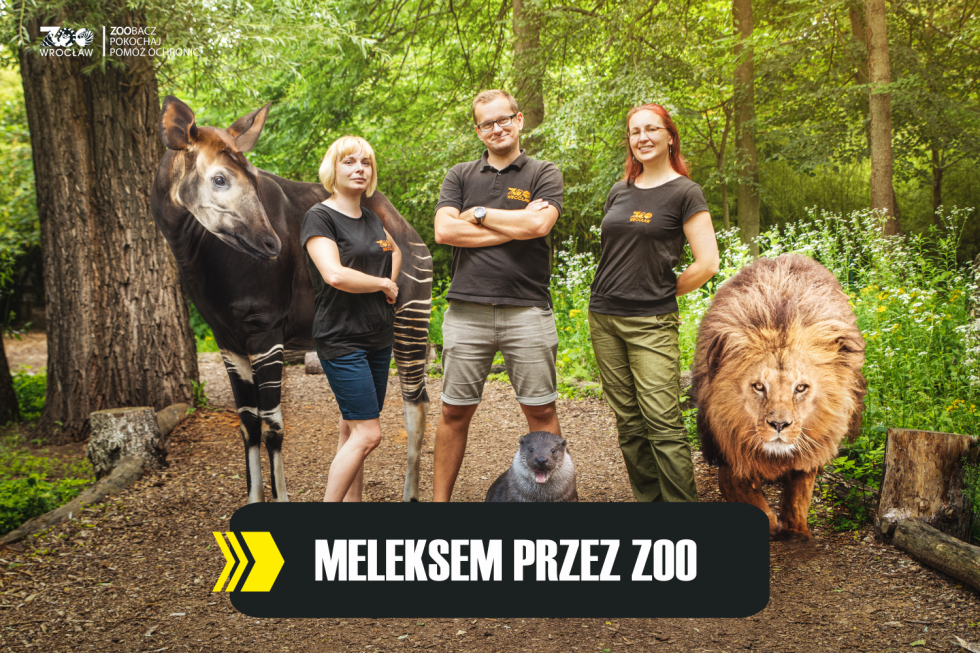 Zwiedzanie wrocławskiego zoo z przewodnikiem - Meleksem przez zoo!