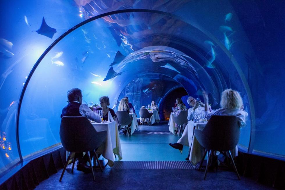 Podwodna kolacja we wrocławskim zoo z gwiazdami