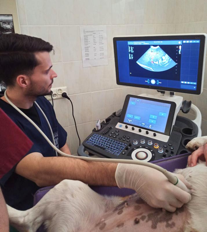 Student UPWr drukuje protezy dla okaleczonych psw