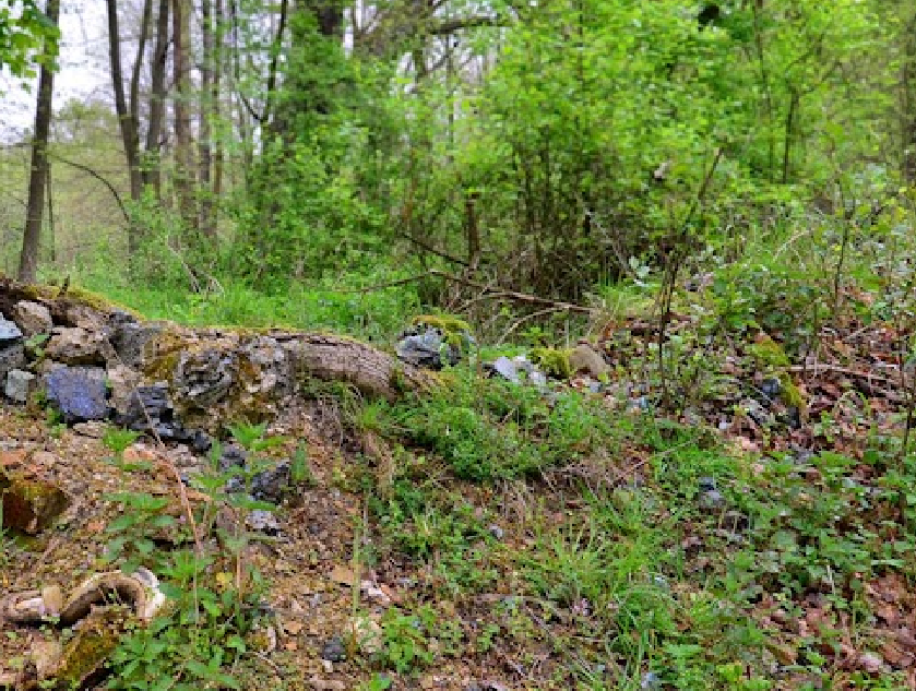 Artefakty  z  leśnych  ruin   