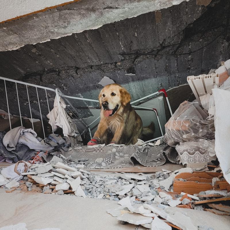  Lekarze z UPWr leczą psa ratownika, który wrócił z Turcji