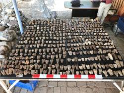 Wrocław - Archeozoologowie UPWr dowiedli, że już Rzymianie hodowali małe buldogi 